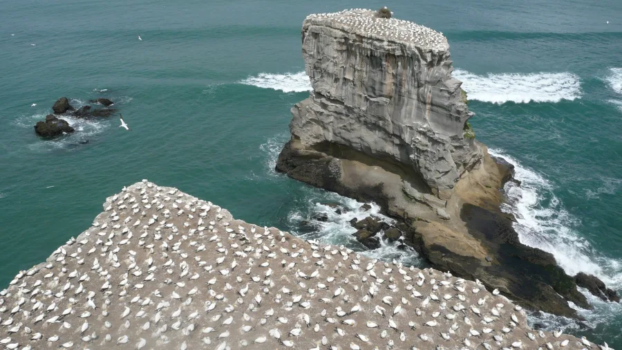 Nesting gannets on cliff ledges at Muriwai gannet colony, Auckland