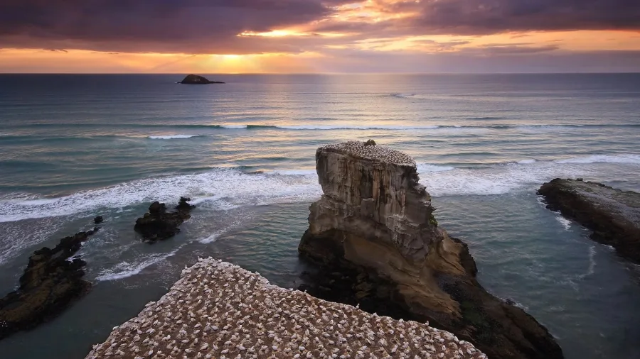 Gannet colony on coastal cliffs at Muriwai Beach during sunset near Auckland, New Zealand.