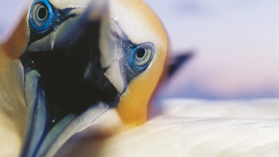 Close-up of an Australasian gannet with striking blue eyes at Muriwai Beach, New Zealand.