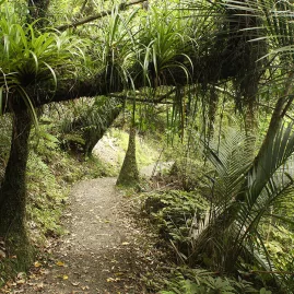 Lush rainforest trail in Waitākere Ranges Regional Park