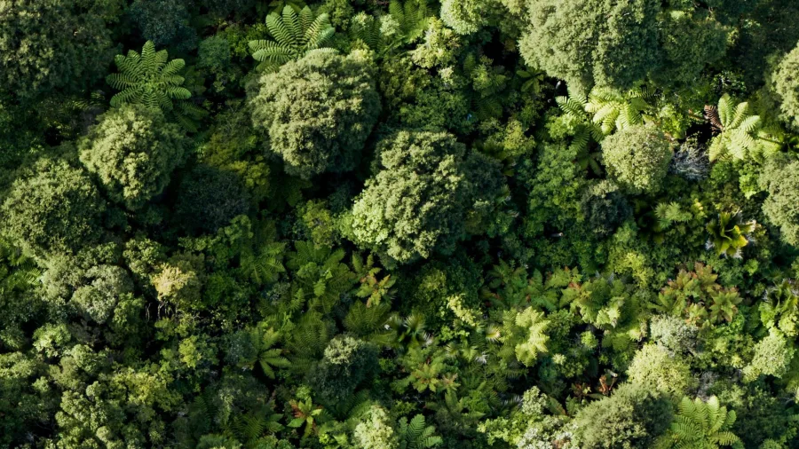 Aerial view of Waitakere Ranges forest