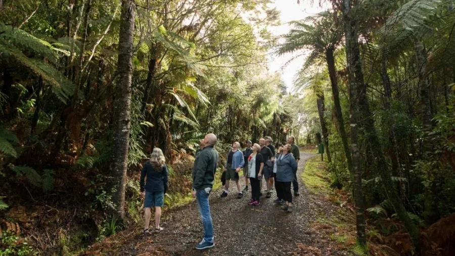 Tour group exploring rainforest on guided Auckland coastal experience