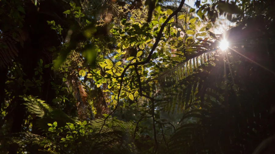 Sunlight filtering through native bush canopy on the Tuahu Kauri Track near Katikati
