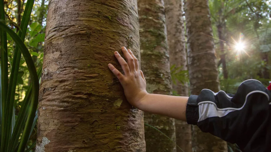 Close-up of a hand touching the bark of a tōtara tree in native New Zealand bush near Katikati