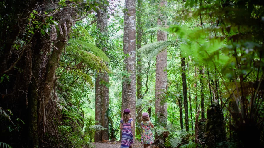 Peaceful forest path on the Tuahu Kauri Track near Katikati, New Zealand