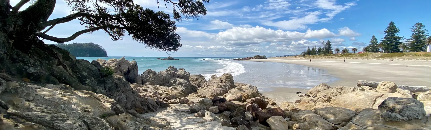 Rocky shoreline with pohutukawa tree overlooking Mount Maunganui beach, Bay of Plenty, New Zealand