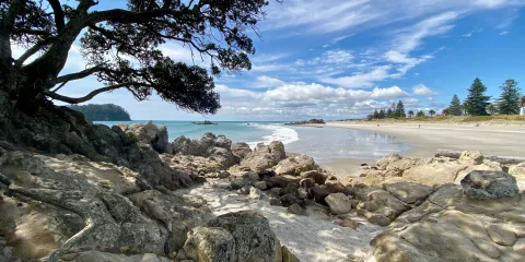 Rocky shoreline with pohutukawa tree overlooking Mount Maunganui beach, Bay of Plenty, New Zealand