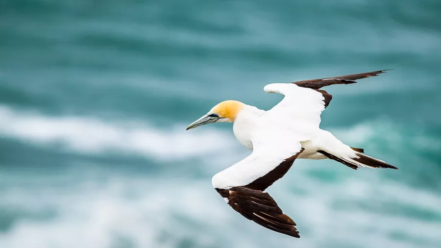 Australasian gannet soaring above the waves along Tauranga’s coastline