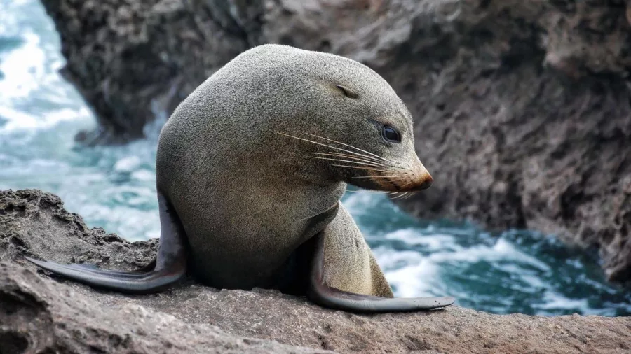 Fur seal resting on the rocks near Tauranga