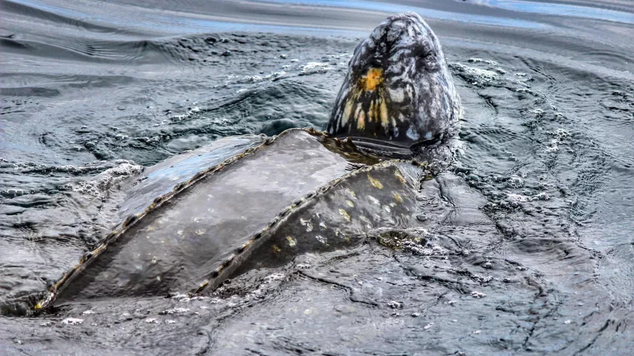 Leatherback turtle surfacing in Bay of Plenty waters