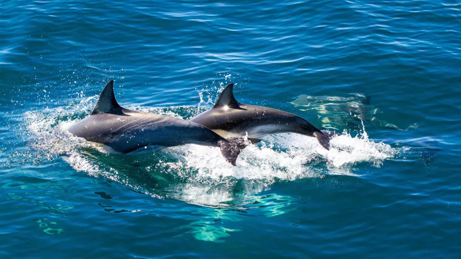 Pair of dolphins swimming just below the surface