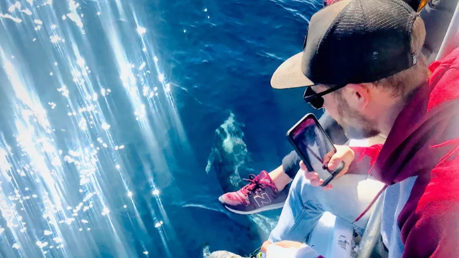 Passenger watching dolphins from the bow of the Bay Explorer