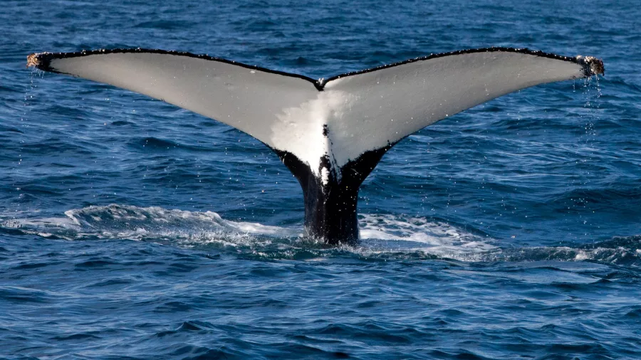 Whale tail diving below the surface near Tauranga