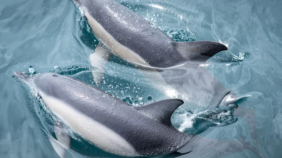 Close-up of two dolphins swimming beside the boat