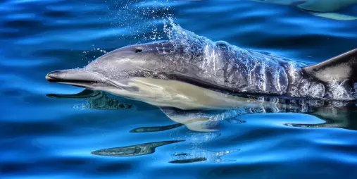 Common dolphin surfacing in clear blue water near Tauranga