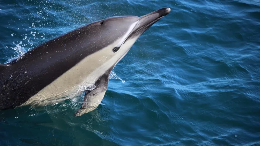 Close-up of a dolphin leaping out of the water on a dolphin swim tour near Tauranga