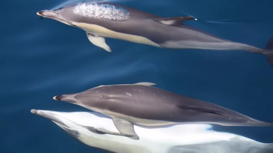 Three common dolphins swimming just below the surface in clear blue water