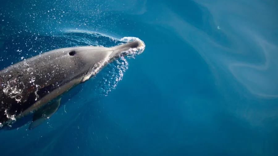 Single dolphin surfacing in calm blue waters off Tauranga coast