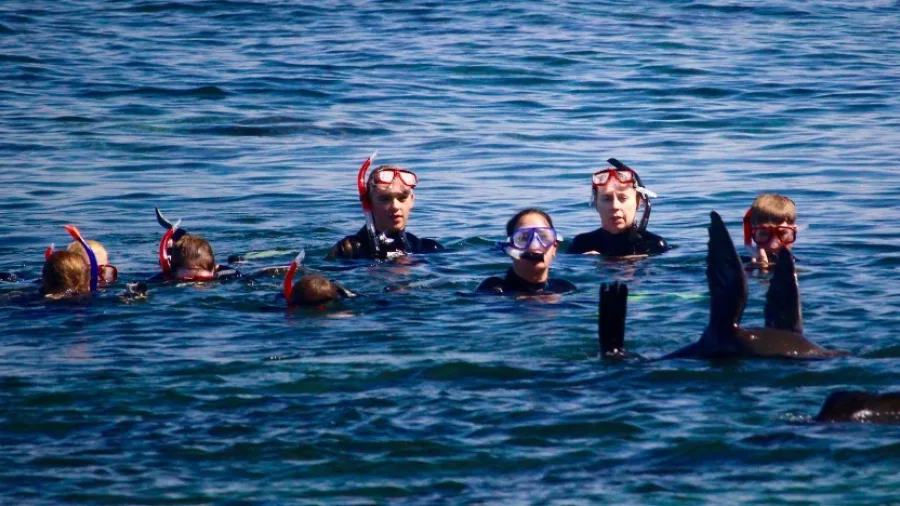 Group snorkelling with New Zealand fur seals near a Bay of Plenty island