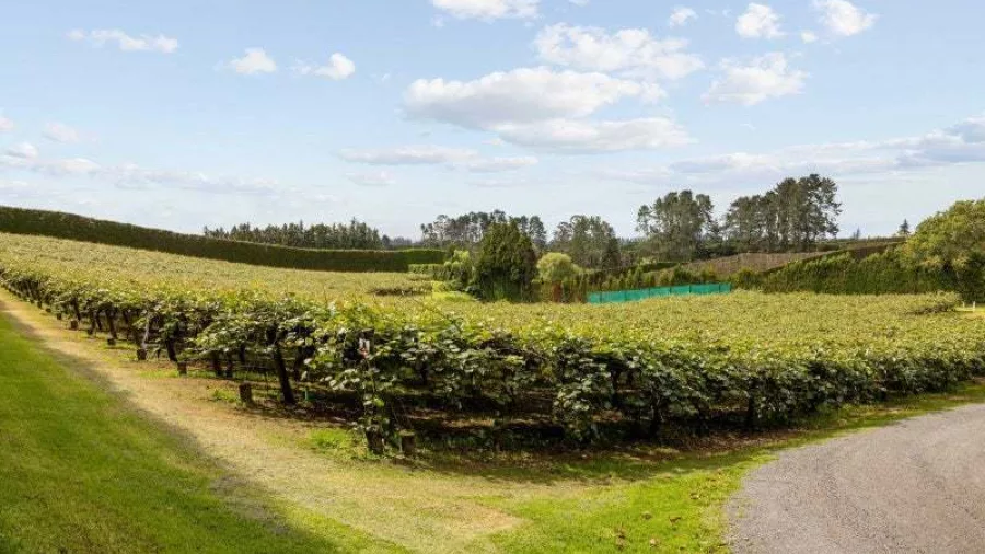 Rolling kiwi orchard fields under a blue sky in the Bay of Plenty