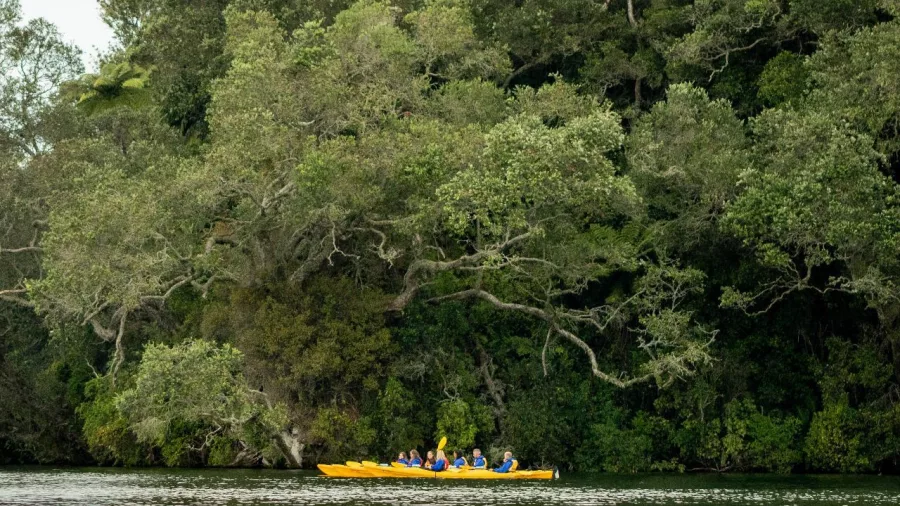 Group kayaking along the forested edge of Lake Rotoiti