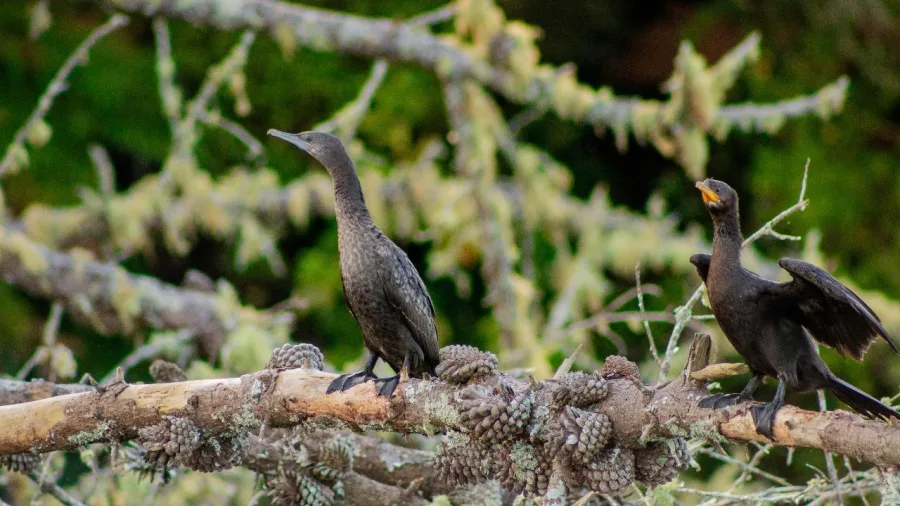 Pair of Little Black Shags perched on a mossy branch at Lake Rotoiti, Rotorua