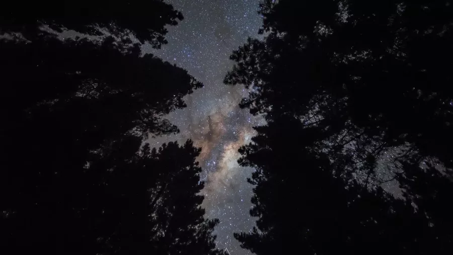 Star-filled night sky framed by forest trees at Lake Rotoiti