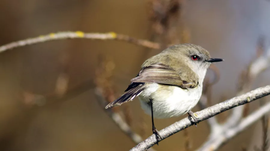 Small tomtit (miromiro) perched on a bare twig in native bush