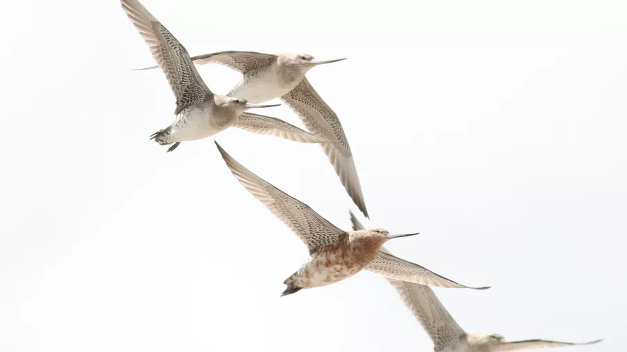 Group of bar-tailed godwits flying mid-air during annual migration