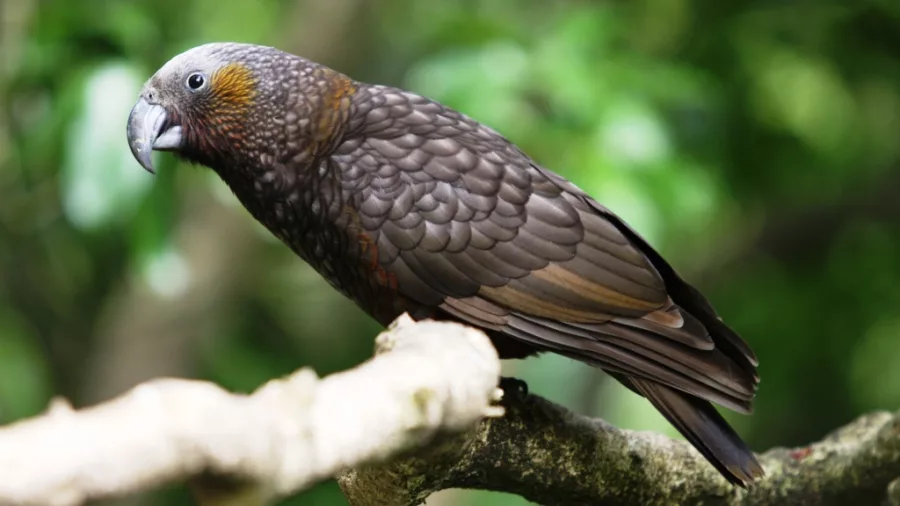 North Island kākā resting on tree branch in native forest