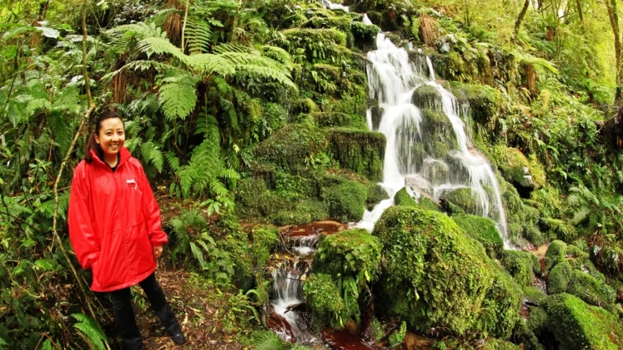 Visitor in red raincoat standing beside lush waterfall in Whirinaki Forest
