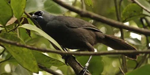 North Island kōkako with blue wattles perched among native foliage