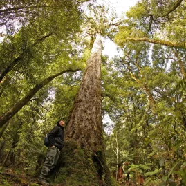 Visitor gazing up at towering ancient podocarp tree in Whirinaki Forest