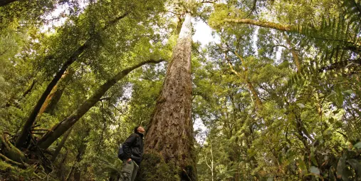 Visitor gazing up at towering ancient podocarp tree in Whirinaki Forest