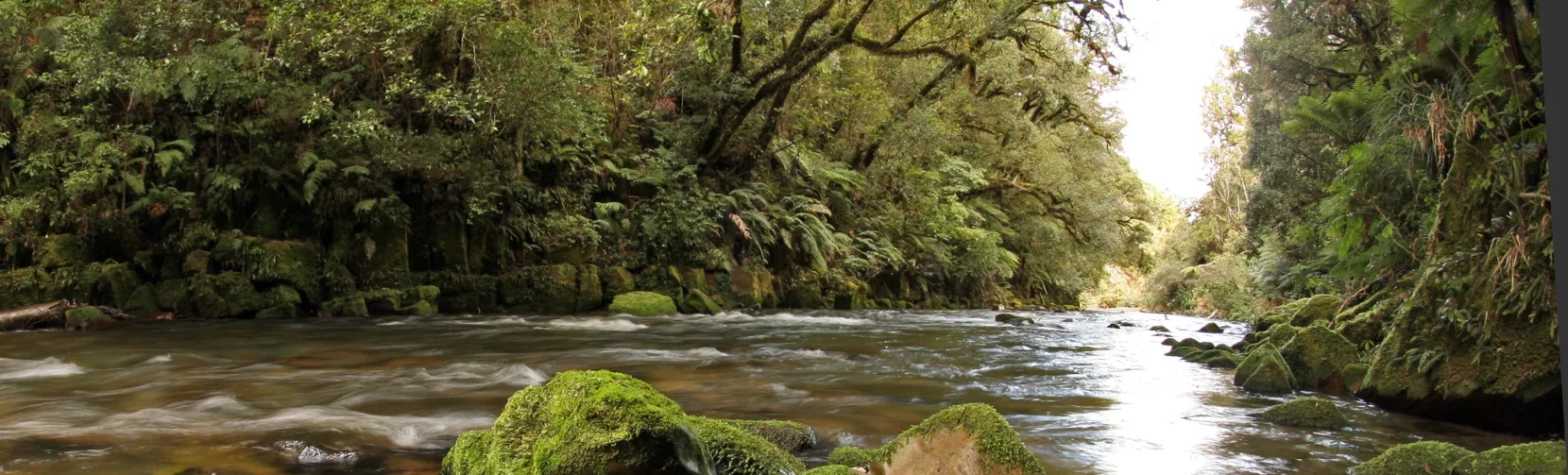 Clear river flowing through lush forest in Whirinaki Conservation Park