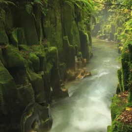 Misty gorge at Te Whāiti-nui-a-Toi in Whirinaki Forest with moss-covered cliffs
