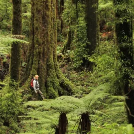 Hiker walking beneath towering native trees in Whirinaki Forest