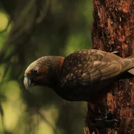 Native New Zealand kākā parrot clinging to a tree in Whirinaki Forest