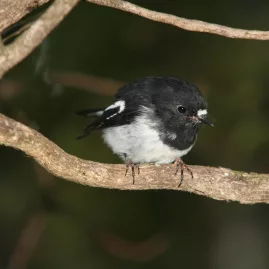 North Island robin perched on a tree branch in Whirinaki Forest