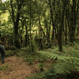 Hiker standing on a native forest trail surrounded by tall trees and ferns