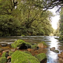 Clear river flowing through lush forest in Whirinaki Conservation Park