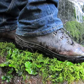Muddy hiking boots standing on mossy rock in Whirinaki Forest