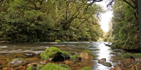 Clear river flowing through lush forest in Whirinaki Conservation Park