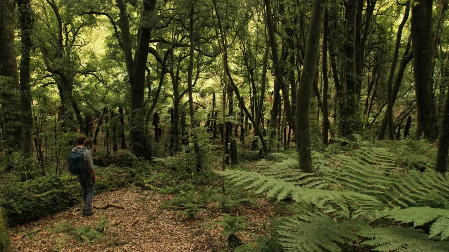Hiker standing on a native forest trail surrounded by tall trees and ferns