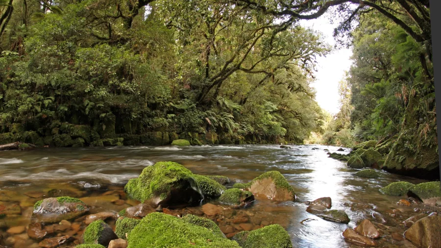 Clear river flowing through lush forest in Whirinaki Conservation Park