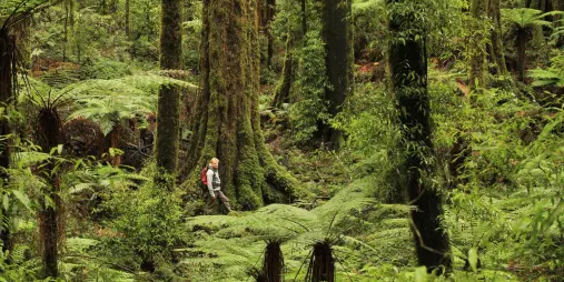 Hiker walking beneath towering native trees in Whirinaki Forest