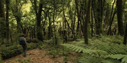 Hiker standing on a native forest trail surrounded by tall trees and ferns