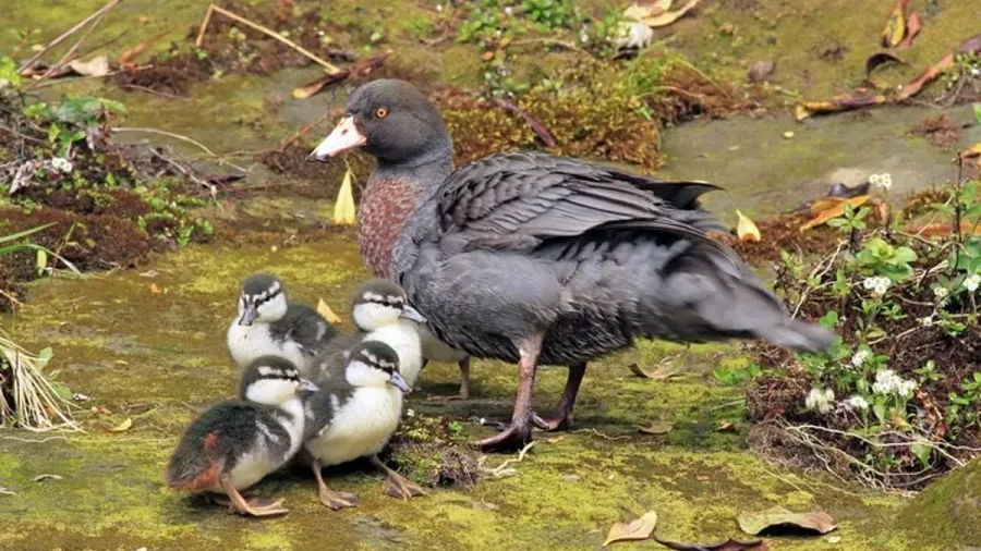 Endangered whio (blue duck) with ducklings beside a clear stream in Tongariro National Park