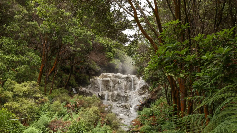 Kakahi Hot Waterfall steaming through native forest at Hell’s Gate Rotorua.