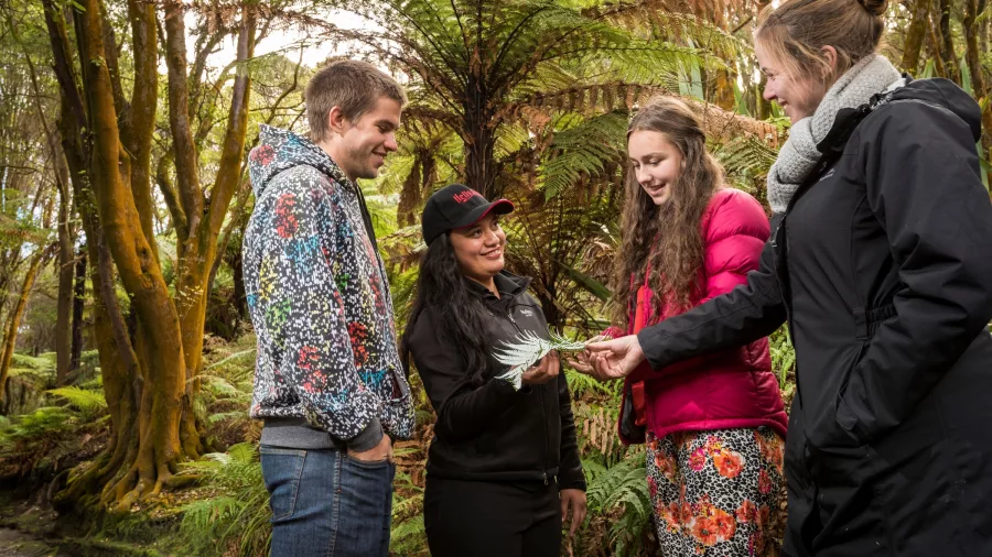 Guided bush walk at Hell's Gate Rotorua with visitors learning about the native silver fern.